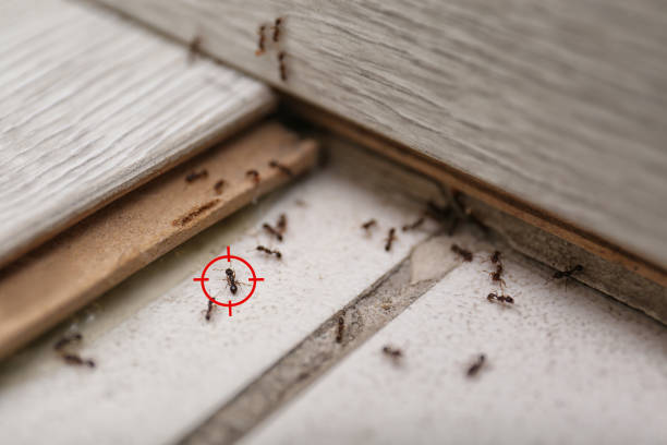 Best Flea Control Services  in Wekiwa Springs, FL