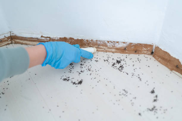 Best Affordable Pest Control Services  in Wekiwa Springs, FL